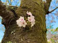 京都　SAKURA 桜めぐり❗️哲学の道の桜に感動❗️