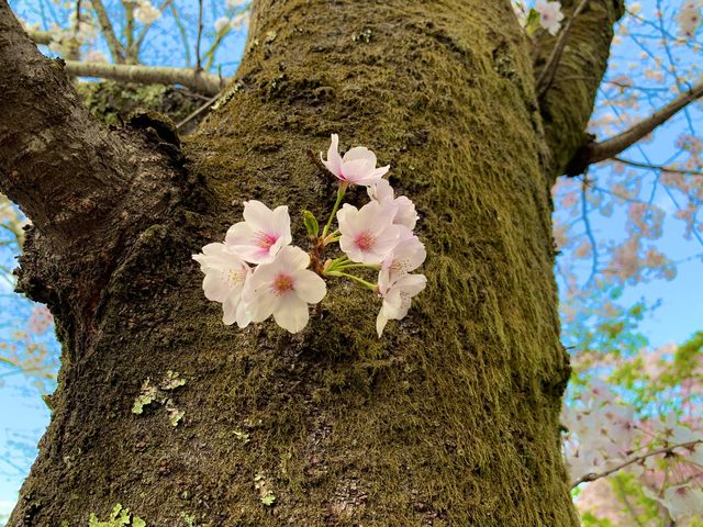 京都　SAKURA 桜めぐり❗️哲学の道の桜に感動❗️