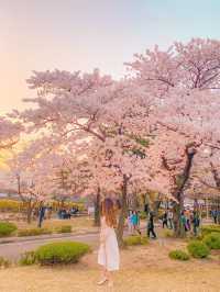 [서울] 벚꽃도서관🌸 북촌 정독도서관📚