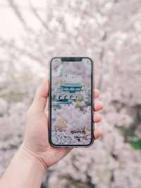 겹벚꽃 명소 화홍문💚