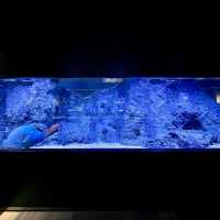 インスタ映えすると話題の水族館
