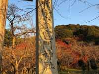 「鬼滅之刃」粉絲的朝聖地｜竈門神社