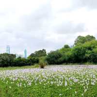上水虎地坳、河上鄉賞花遊蹤
