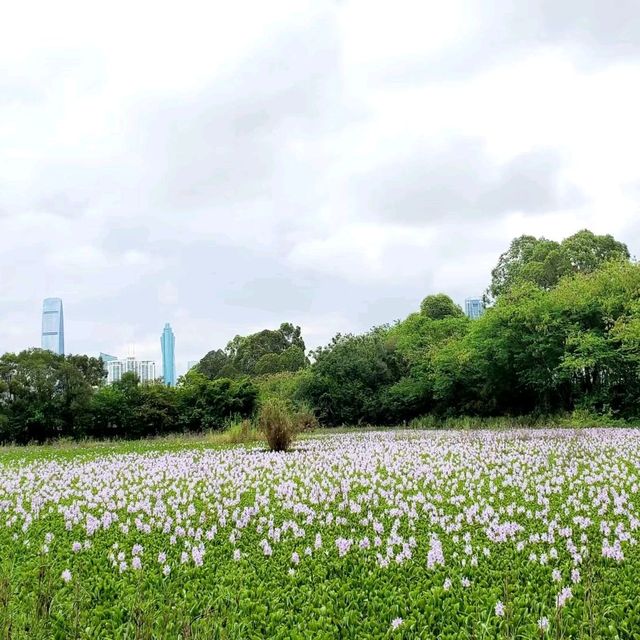 上水虎地坳、河上鄉賞花遊蹤
