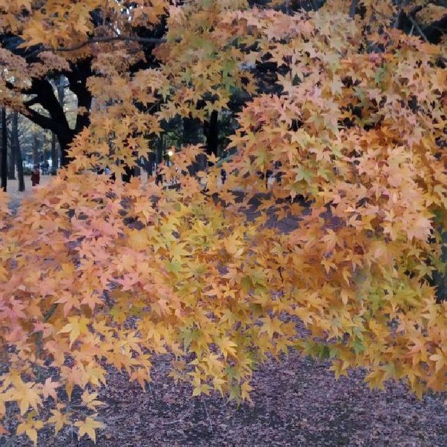 東京暢遊