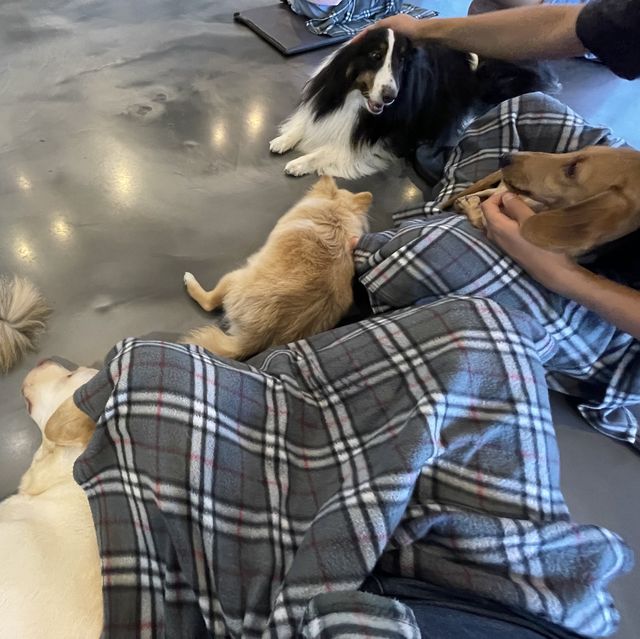 카페몽몽 🐶 댕댕이들과 힐링하기