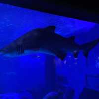 Seville aquarium 