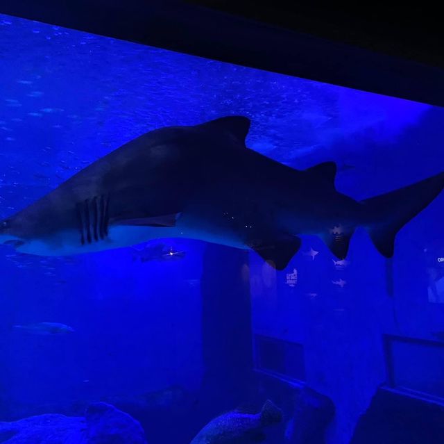 Seville aquarium 