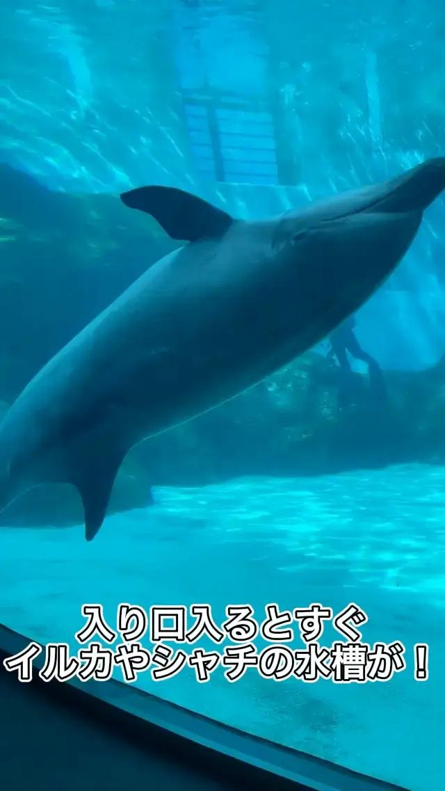 名古屋観光で外せないスポット、名古屋港水族館①