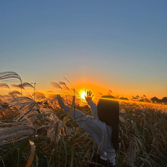 노을 맛집 억새 가득한 “하늘공원”🌾💛