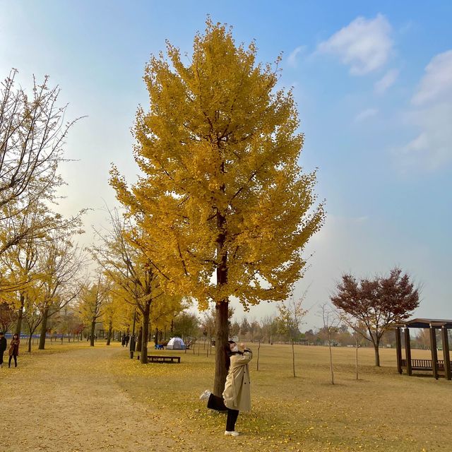 🍁은행나무 보러 여주가자~!🌞🧚🏻‍♂️🍁🍁