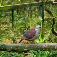 Jurong Bird Park, a flight to remember 