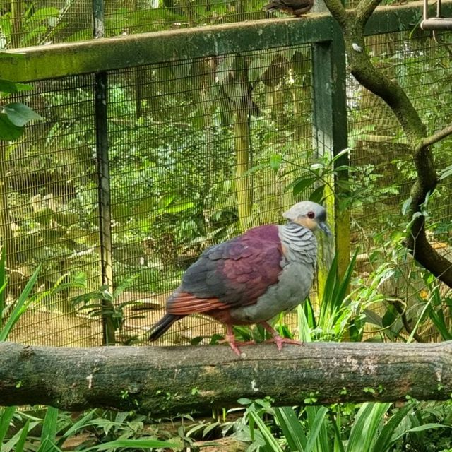 Jurong Bird Park, a flight to remember 