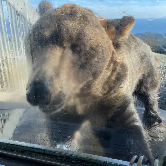 迫力満点！のぼりべつクマ牧場🐻