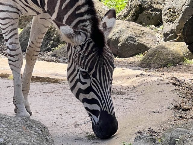 Melbourne Zoo