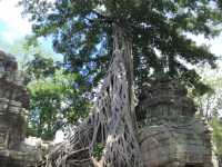 Ta Prohm Temple - Where trees have dominated