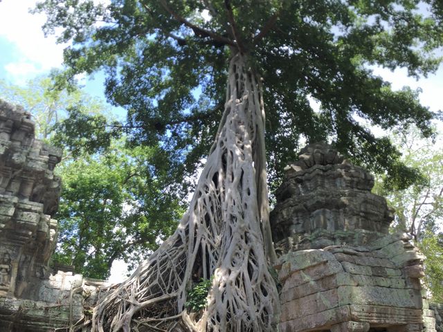 Ta Prohm Temple - Where trees have dominated