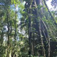 Tirimbina hikes and lodge