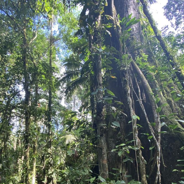 Tirimbina hikes and lodge