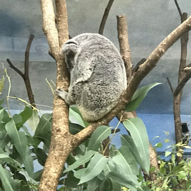 Taipei Zoo trip