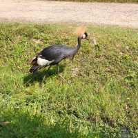 Swan Lake Animal Base, Haikou