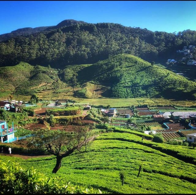 Tea Plantations at Nuwara Eliya | Sri Lanka 