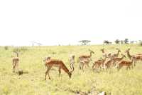 2 Days Tanzania Royal Safari package