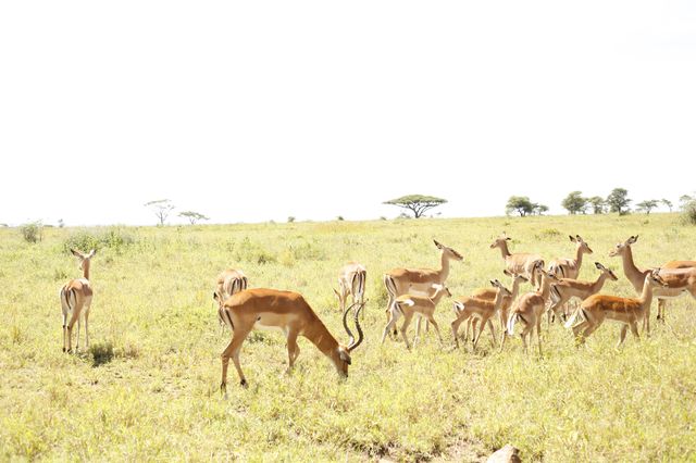 2 Days Tanzania Royal Safari package