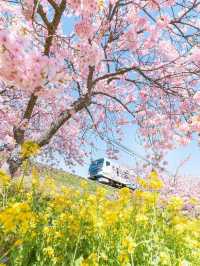 Earliest blooming cherry blossoms in all of Japan |