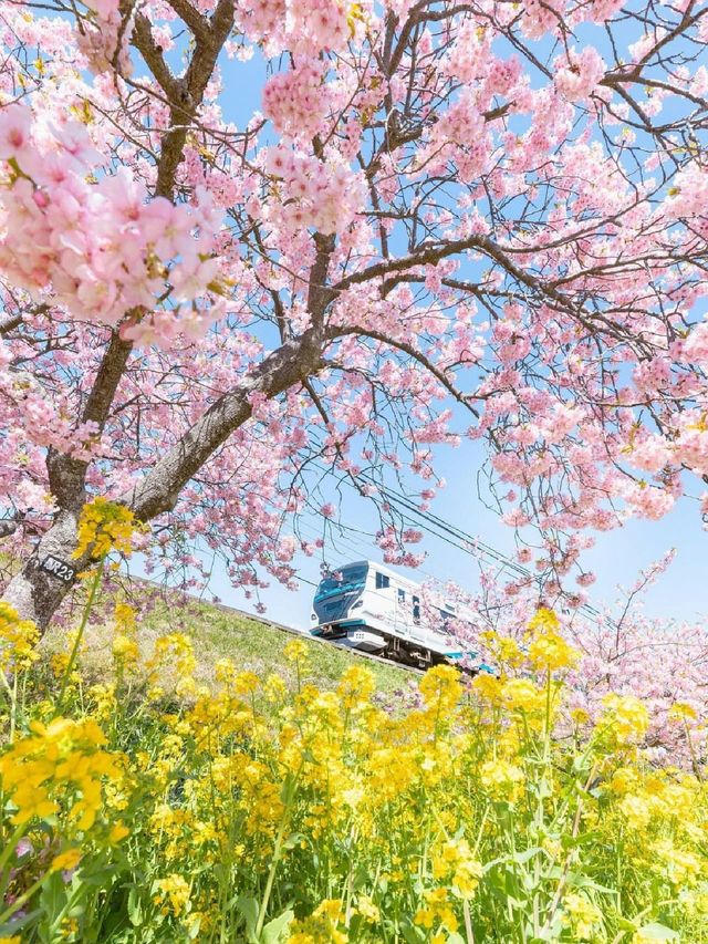 Earliest blooming cherry blossoms in all of Japan |