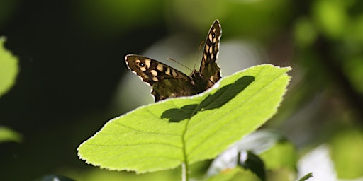 Forest Tots - a morning of outdoor activities for pre-school children | Holland Park Ecology Centre