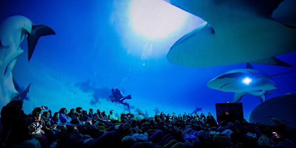 All About Sharks! | Market Hall