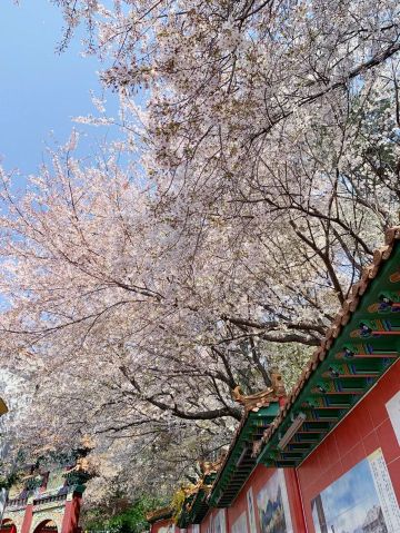 【2026韓國櫻花季】仁川人氣賞櫻景點推介：自由公園、仁川大公園、月尾島、蘇來生態濕地公園 | 仁川