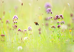 Wildflower stroll | Llyn Brenig Visitor Centre