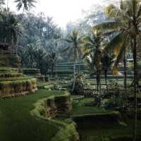 RICE TERRACE TEGALALANG