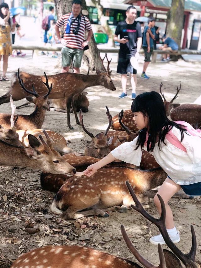 奈良餵食自由自在的鹿兒