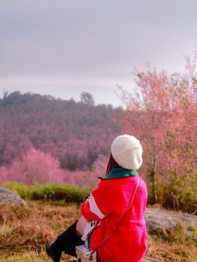 ภูลมโล.. ภูเขาสีชมพู 🌸🌸