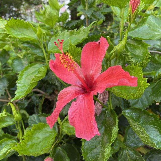 漫遊長沙灣道賞花 漫遊長沙灣道賞花