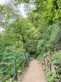 서울대공원 산림욕장 청계산 등산🙌