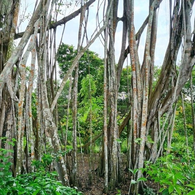 Sembawang Hot Spring Park