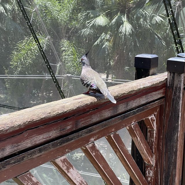 尤德觀鳥園@香港公園