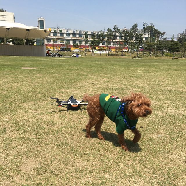 도심 속의 캠핑, ⛺️천안 신방공원에서 반려견과 즐기는 여름 소풍