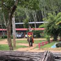 Elephant kingdom!!