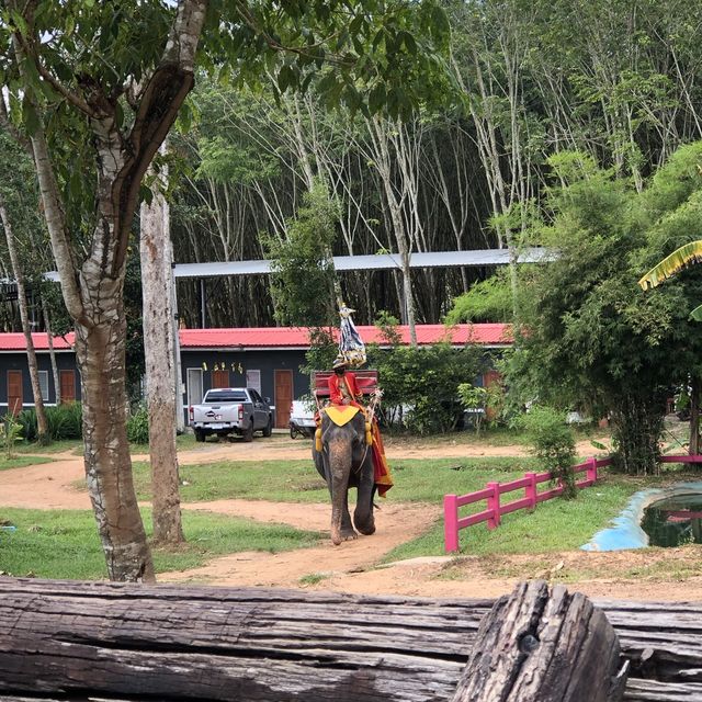 Elephant kingdom!!