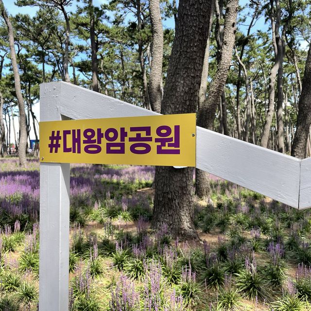 👀 지금 대왕암공원에 가야하는 이유 🌳 보라색 꽃밭 💜 맥문동
