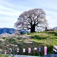 岡山県　醍醐桜🌸