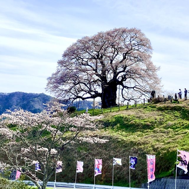 岡山県　醍醐桜🌸