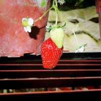 The Big Red Strawberry Farm At Cameron