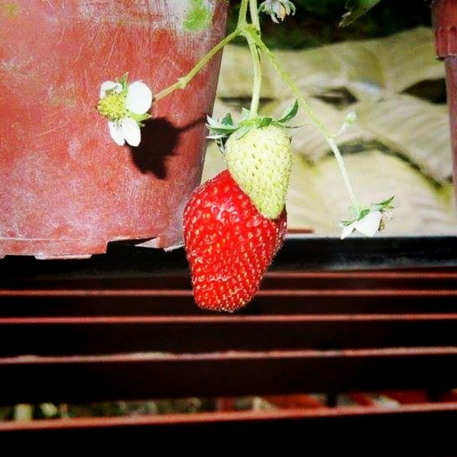 The Big Red Strawberry Farm At Cameron