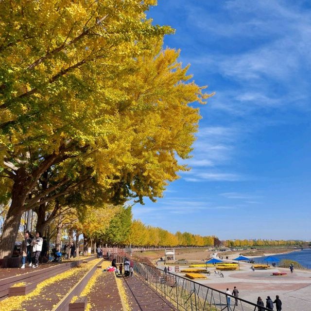 Asan Gingko Tree Road (은행나무길) 